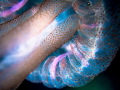   detail jelly fish  